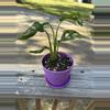 plant/Monstera adansonii-0-thumbnail
