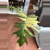 plant/Florida Beauty x Mayoi Top Cut-0-thumbnail