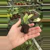 plant/Syngonium batik variegated starter plant growers choice-7-thumbnail