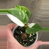 plant/Philodendron White Princess / Pink Tri-Color Hybrid-3-thumbnail