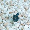 plant/Turtle-0-thumbnail