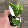 plant/Philodendron White Princess / Pink Tri-Color Hybrid-2-thumbnail