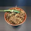 plant/✨ Rare Monstera egregia Rooted Node w/ Growth Point 🌱(1)-0-thumbnail