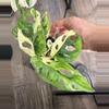 plant/Monstera adansonii albo-2-thumbnail