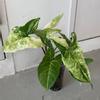 plant/Syngonium batik variegated starter plant growers choice-0-thumbnail