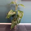 plant/✨ Rare Monstera egregia Rooted Node w/ Growth Point 🌱(1)-2-thumbnail