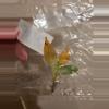 plant/Red Sun, Philo McDowell Tissue Culture Pack Rehab-3-thumbnail