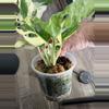 plant/Monstera adansonii albo-4-thumbnail