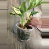 plant/Monstera adansonii albo-0-thumbnail