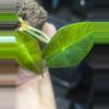 plant/Sanderiana Pink Alocasia-1-thumbnail