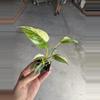 plant/Homalomena java starter plant growera choice-3-thumbnail