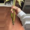 plant/Florida Beauty x Mayoi Top Cut-3-thumbnail