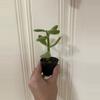 plant/Jade Plant-0-thumbnail