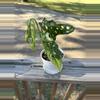 plant/Monstera adansonii-0-thumbnail