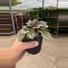 plant/Peperomia San Marino 4” pot growers choice-3-thumbnail