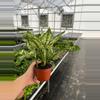 plant/Aglaonema Siam Snow White 4” pot growers choice-4-thumbnail