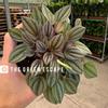 plant/Peperomia San Marino 4” pot growers choice-0-thumbnail