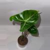 plant/4” Alocasia Ivory Coast-1-thumbnail