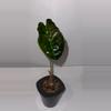 plant/Alocasia Chantrieri 4”-1-thumbnail