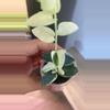 plant/Cumingiana Super Albo Plug-2-thumbnail
