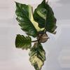 plant/4” Caramel Marble high variegation-0-thumbnail