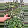 plant/Sansevieria Hybrid Icicle Micadol 4” growers choice-1-thumbnail