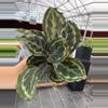 plant/Calathea Medallion 4” pot growers choice-0-thumbnail