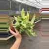 plant/Scindapsus marble prince 6” hanging basket growers choice-4-thumbnail