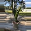 plant/Snake plant-0-thumbnail