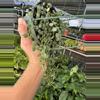 plant/Dischidia nummularia variegated 6” hanging basket growers choice-4-thumbnail