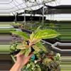 plant/Aglaonema Night Sparkle 4” pot growers choice-1-thumbnail