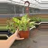 plant/Scindapsus marble prince 6” hanging basket growers choice-6-thumbnail