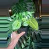 plant/(Pap x Mag) x Forgetii (Ashleys_Aroids)-2-thumbnail