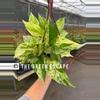 plant/Scindapsus marble prince 6” hanging basket growers choice-0-thumbnail