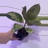 plant/Ficus shivereana-0-thumbnail