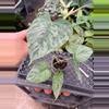 plant/Philodendron Majestic 4” pot growers choice-3-thumbnail