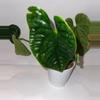 plant/6” Anthurium Luxurians-1-thumbnail