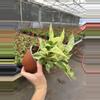 plant/Scindapsus marble prince 6” hanging basket growers choice-5-thumbnail