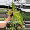 plant/Aglaonema Night Sparkle 4” pot growers choice-0-thumbnail