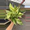 plant/Scindapsus marble prince 6” hanging basket growers choice-2-thumbnail