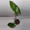 plant/4” Alocasia Metalhead-1-thumbnail
