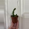 plant/Thanksgiving Cactus-1-thumbnail