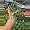 plant/Dischidia nummularia variegated 6” hanging basket growers choice-5-thumbnail