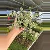 plant/Dischidia ruscifolia variegated 6” hanginf basket growers choice-1-thumbnail