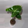 plant/4” Alocasia Ivory Coast-0-thumbnail