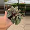 plant/Peperomia San Marino 4” pot growers choice-1-thumbnail