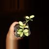 plant/Hoya Heuschkeliana-0-thumbnail