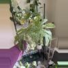 plant/Monstera Legacy-2-thumbnail