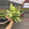 plant/Scindapsus marble prince 6” hanging basket growers choice-3-thumbnail