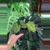 plant/(Pap x Mag) x Forgetii (Ashleys_Aroids)-0-thumbnail